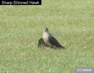 Sharp-Shinned Hawk, Accipiter striatus