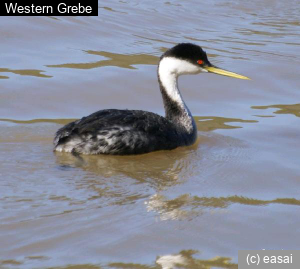 Western Grebe, Aechmorphorus occidentalis