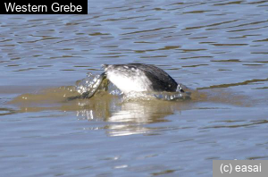 Western Grebe, Aechmorphorus occidentalis