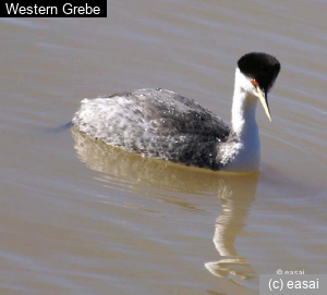 Western Grebe, Aechmorphorus occidentalis