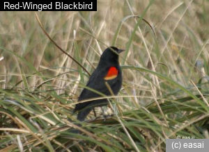 Red-Winged Blackbird, Agelaius phoeniceus