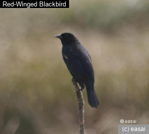 Red-Winged Blackbird, Agelaius phoeniceus