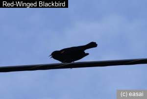 Red-Winged Blackbird, Agelaius phoeniceus