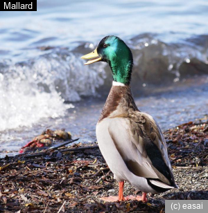 Mallard, Anas platyrhynchos