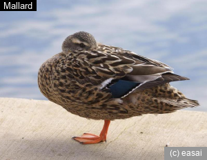 Mallard, Anas platyrhynchos