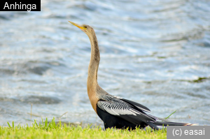 Anhinga, Anhinga anhinga