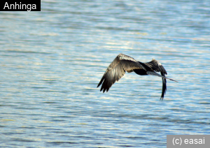 Anhinga, Anhinga anhinga