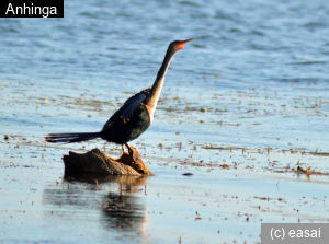 Anhinga, Anhinga anhinga