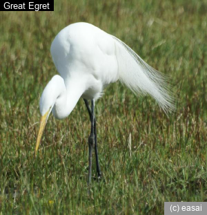 Great Egret, Ardea alba