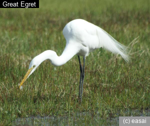 Great Egret, Ardea alba