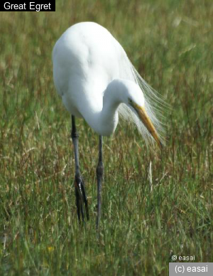 Great Egret, Ardea alba