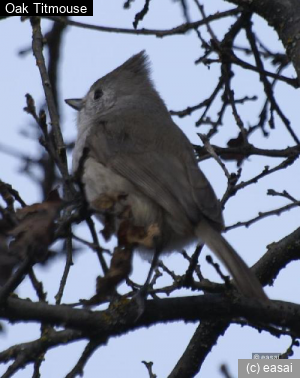 Oak Titmouse, Baeolophus inornatus