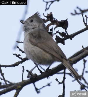 Oak Titmouse, Baeolophus inornatus