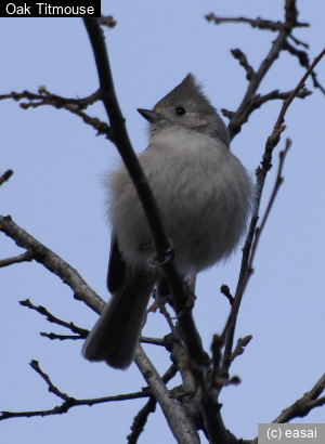 Oak Titmouse, Baeolophus inornatus