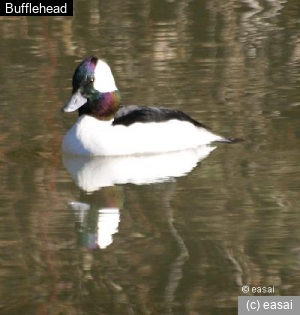 Bufflehead, Bucephala albeola