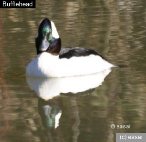 Bufflehead, Bucephala albeola