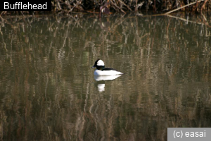 Bufflehead, Bucephala albeola