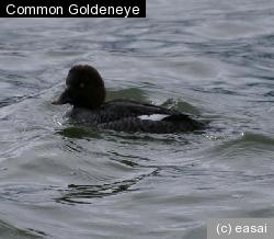 Common Goldeneye, Bucephala clangula