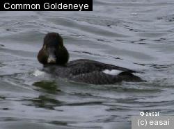 Common Goldeneye, Bucephala clangula