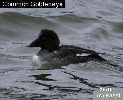 Common Goldeneye, Bucephala clangula