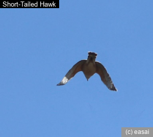 Short-Tailed Hawk, Buteo brachyurus