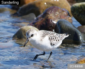 Sanderling, Calidris alba