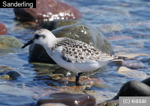 Sanderling, Calidris alba