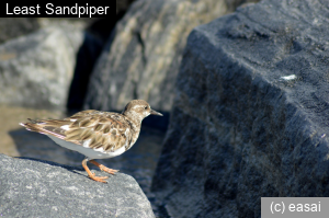 Least Sandpiper, Calidris minutilla