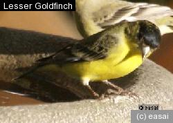 Lesser Goldfinch, Carduelis psaltria