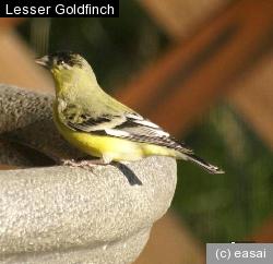 Lesser Goldfinch, Carduelis psaltria