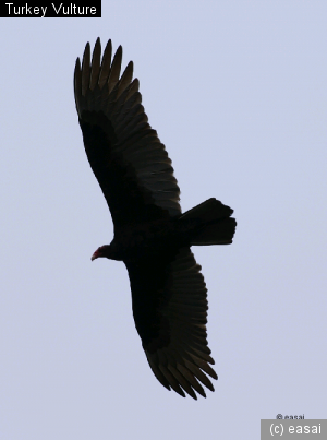 Turkey Vulture, Cathartes aura