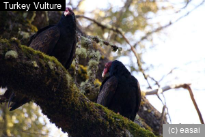 Turkey Vulture, Cathartes aura