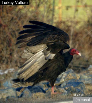 Turkey Vulture, Cathartes aura