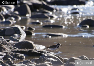 Killdeer, Charadrius vociferus