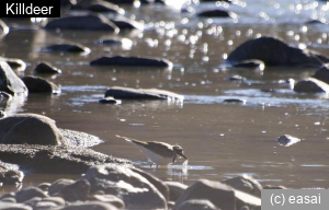 Killdeer, Charadrius vociferus