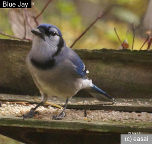 Blue Jay, Cyanocitta cristata