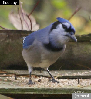 Blue Jay, Cyanocitta cristata