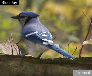 Blue Jay, Cyanocitta cristata