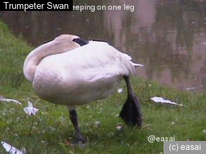 Trumpeter Swan, Cygnus buccinator