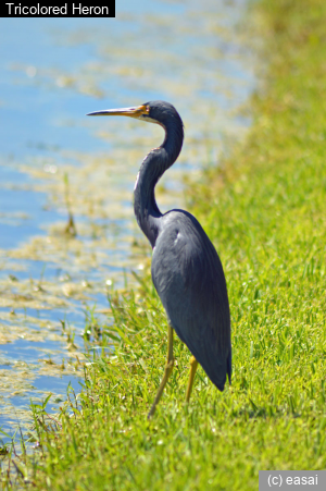 Tricolored Heron, Egretta tricolor