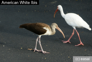 American White Ibis, Eudocimus albus