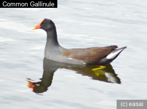 Common Gallinule, Gallinula chloropus