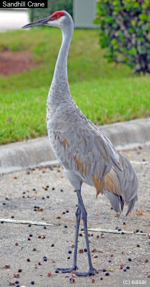 Sandhill Crane, Grus canadensis