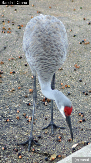 Sandhill Crane, Grus canadensis