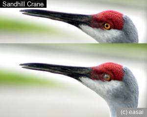 Sandhill Crane, Grus canadensis