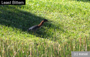 Least Bittern, Ixobrychus exilis