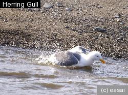 Herring Gull, Larus argentatus