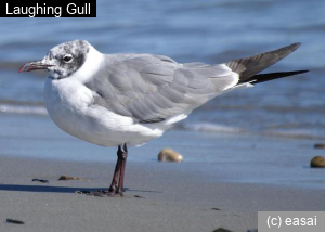 Laughing Gull, Larus atricilla