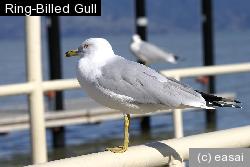 Ring-Billed Gull, Larus delawarensis