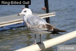 Ring-Billed Gull, Larus delawarensis